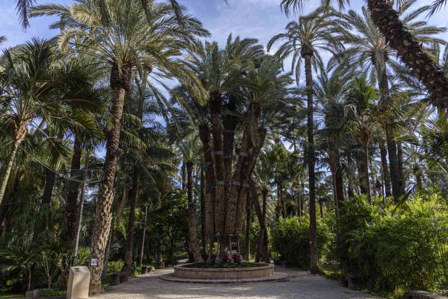 Alicante - Elche 41 - Huerto del Cura - Palmera Imperial.jpg